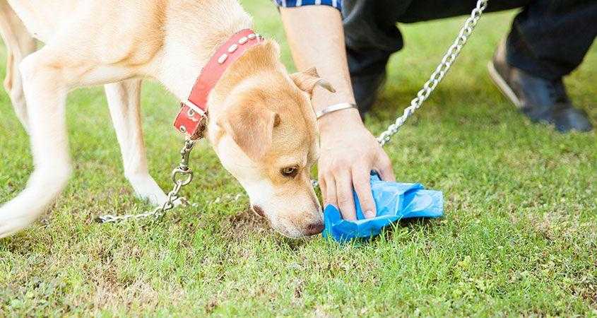 Почему собака ест песок: когда игра перерастая в заболевание