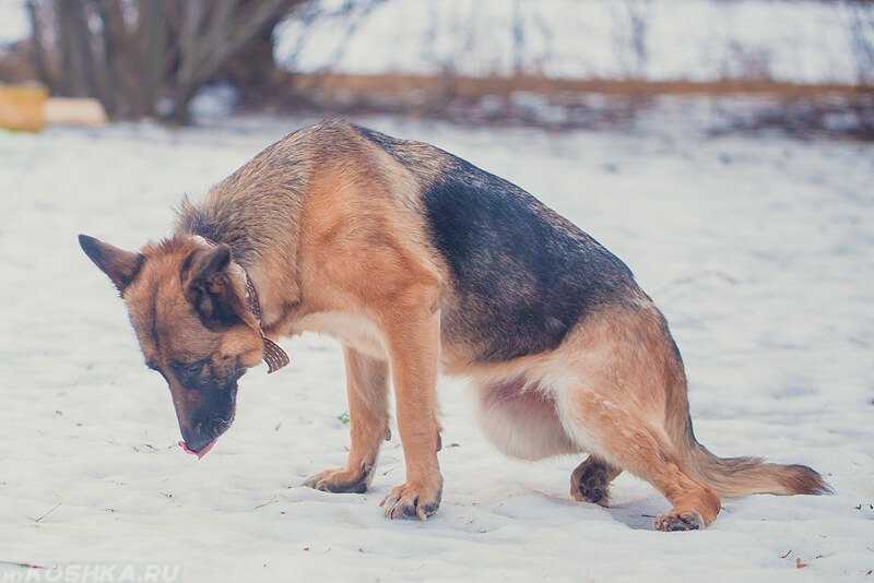 Болит лапа у собаки без видимых причин, что делать