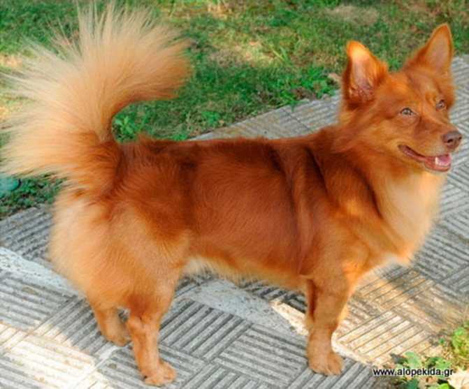 Алопекис (маленькая греческая собака): описание породы с фото и видео