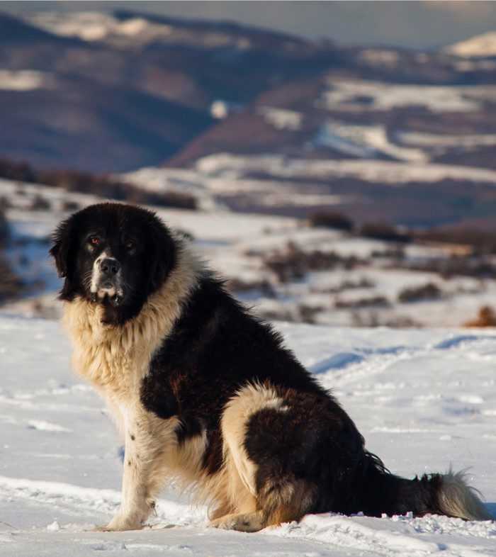 Болгарская овчарка (26 фото): описание каракачанской собаки, содержание и уход за щенками