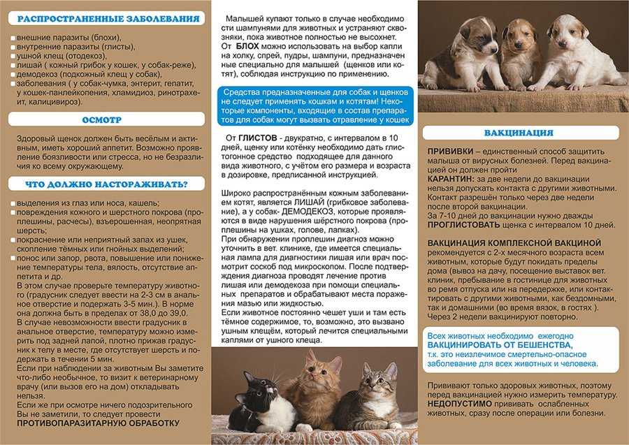 Рацион для котят шотландской и британской породы, советы ветеринара | vetonline.pro
