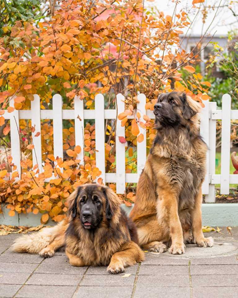 Описание породы собак леонбергер с отзывами владельцев, фото и видео