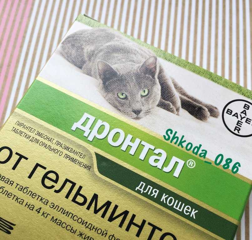 «дронтал» (для кошек): инструкция по применению, аналоги, цена и отзывы :: syl.ru