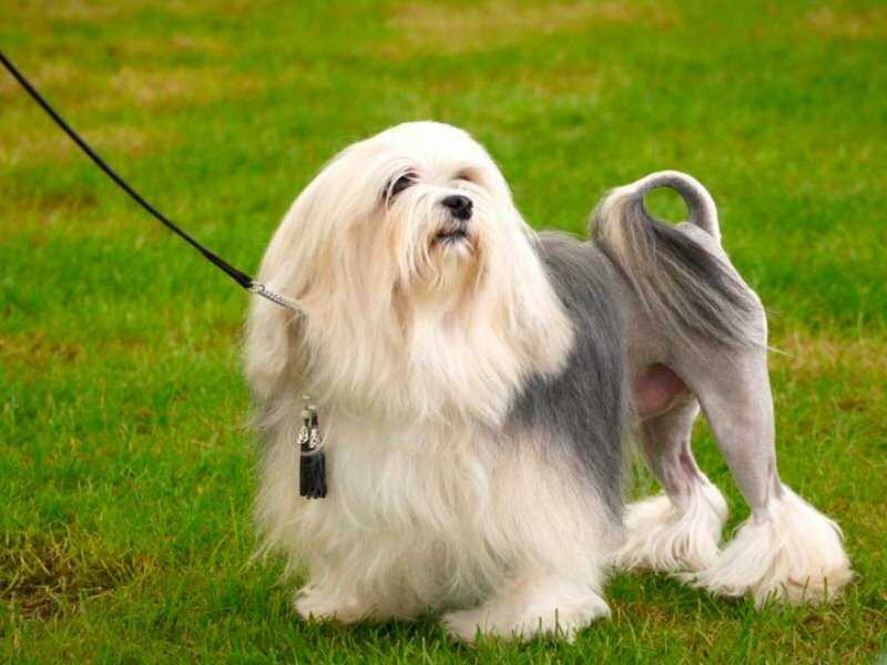 Лион бишон – фото собаки, описание породы, цена щенка