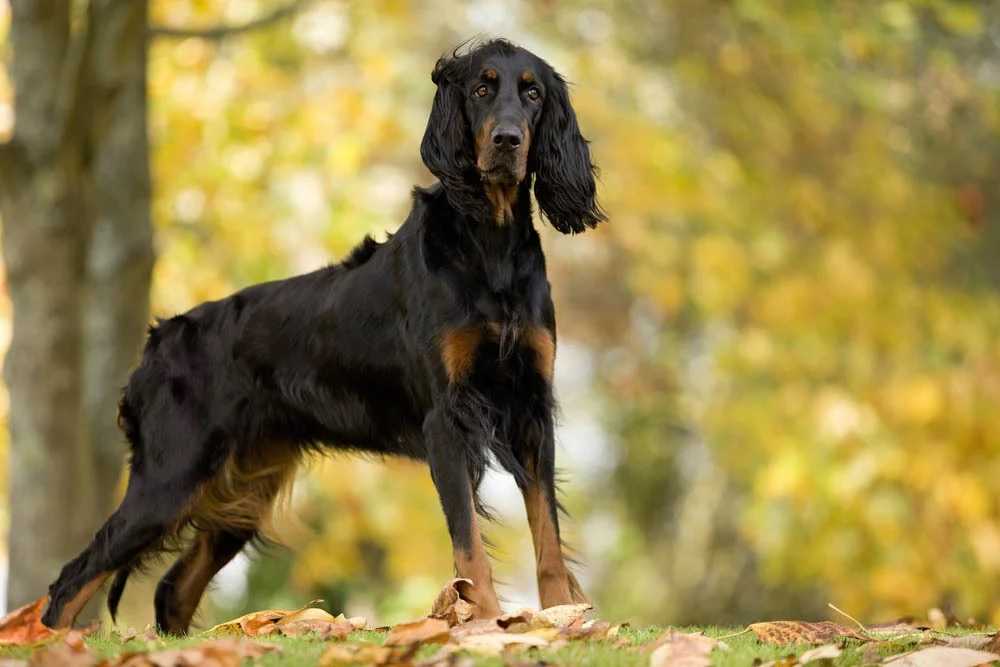 Шотландский сеттер (гордон): описание породы, характеристика охотничьей собаки, фото щенков, цена