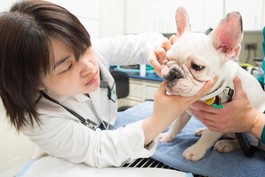 Чистка зубного камня у собаки ультразвуком