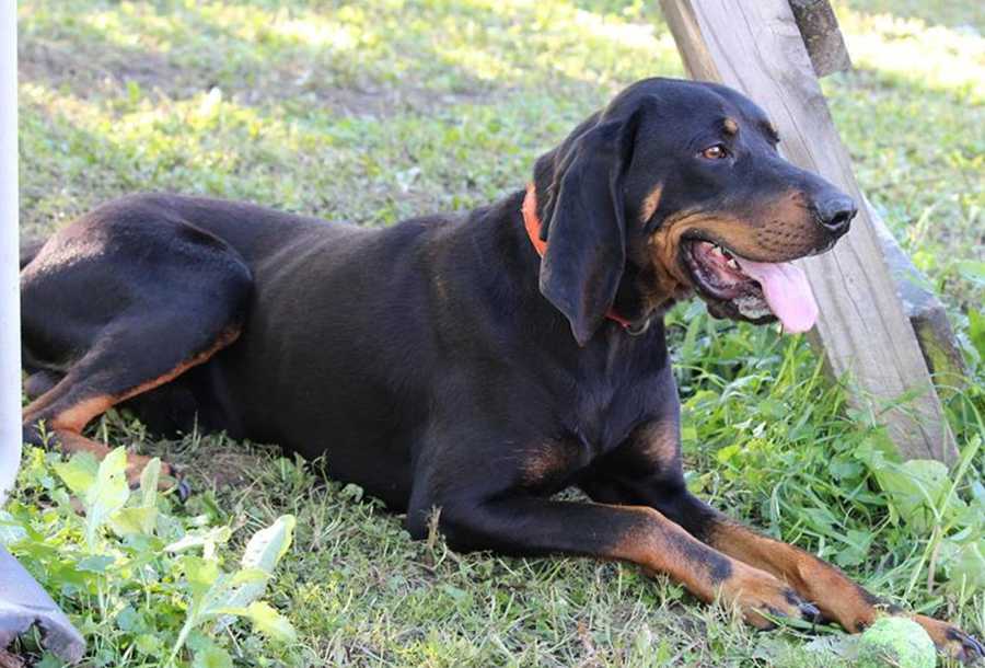 Австрийская гончая: гладкошерстная порода собак, описание, цена