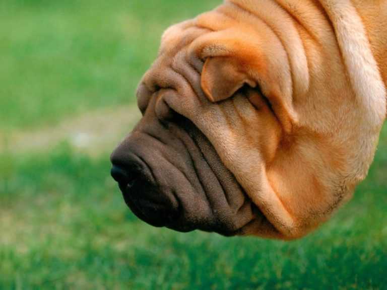 Собаки с приплюснутой мордой (29 фото): список пород собак брахицефалов. содержание щенков с плоской мордочкой