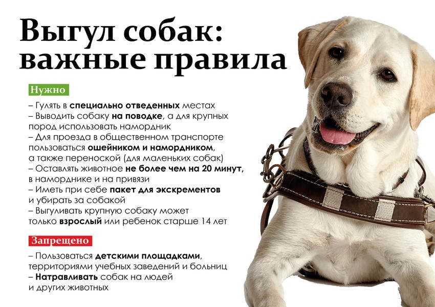 Закон о выгуле собак на 2021 год: запреты, штрафы, поправки