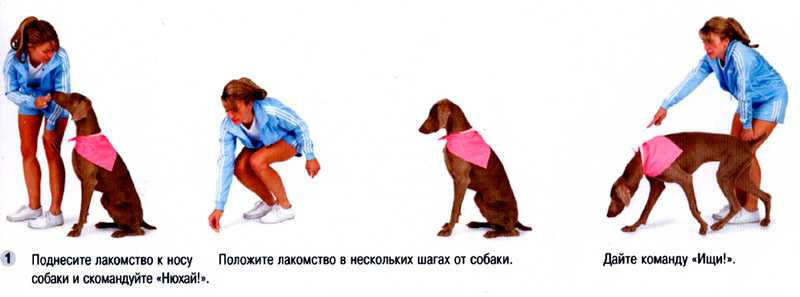 Правильная дрессировка собаки команде «ко мне». как научить собаку команде «ко мне»