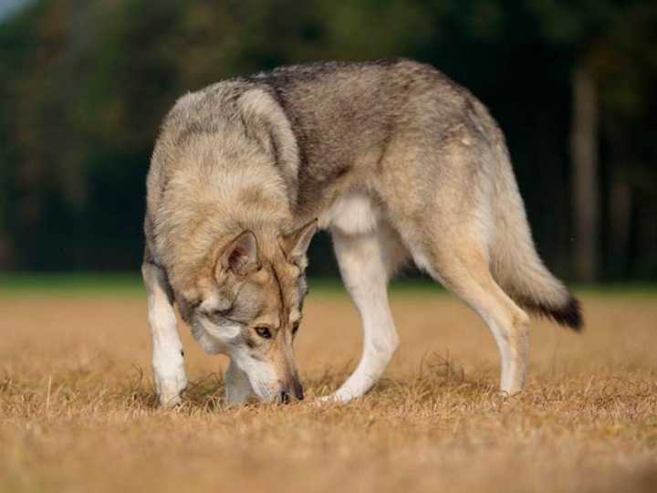 Чехословацкая волчья собака - характер собаки, окрас и цена за породистого щенка (80 фото + видео)