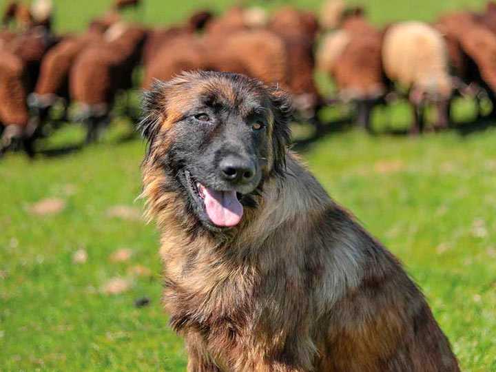 Английская овчарка собака. описание, особенности, виды, характер, уход и цена породы | живность.ру