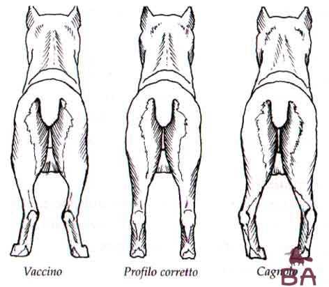 Дисплазия у собак – лечение тазобедренных суставов и локтевых, тест и симптомы