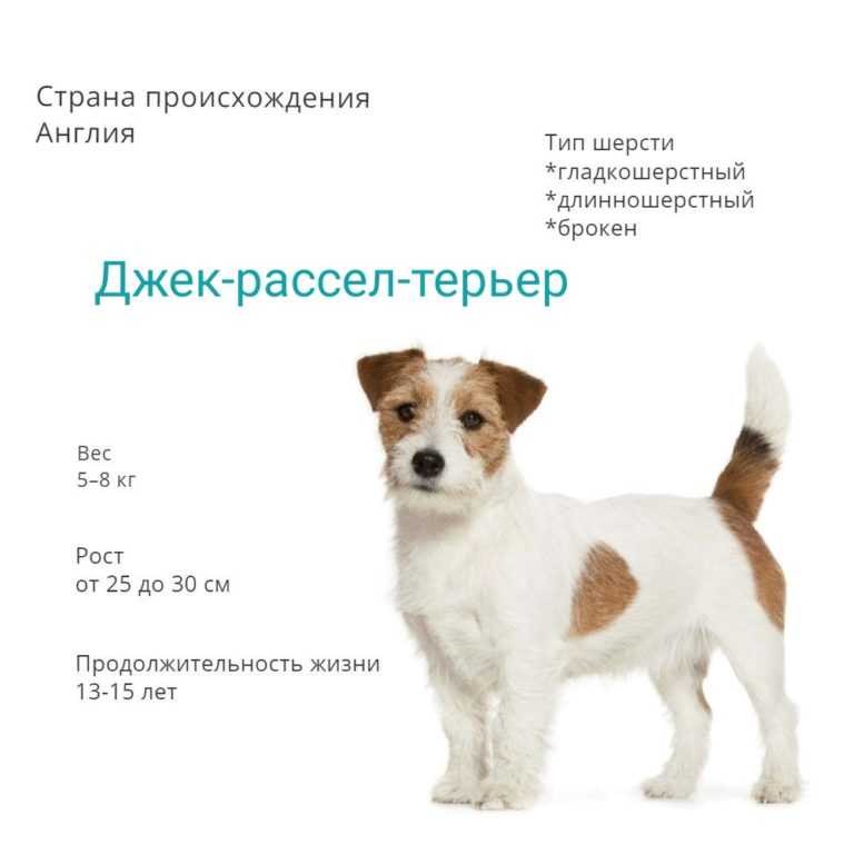 Фокстерьер собака. описание, особенности, содержание, уход и цена породы фокстерьер | живность.ру