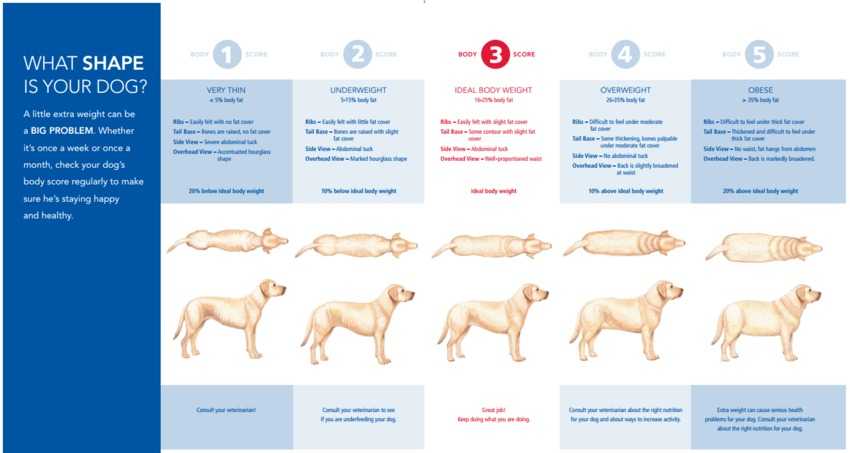 Ожирение у собак, что делать, диета для собаки при ожирении | блог ветклиники "беланта"