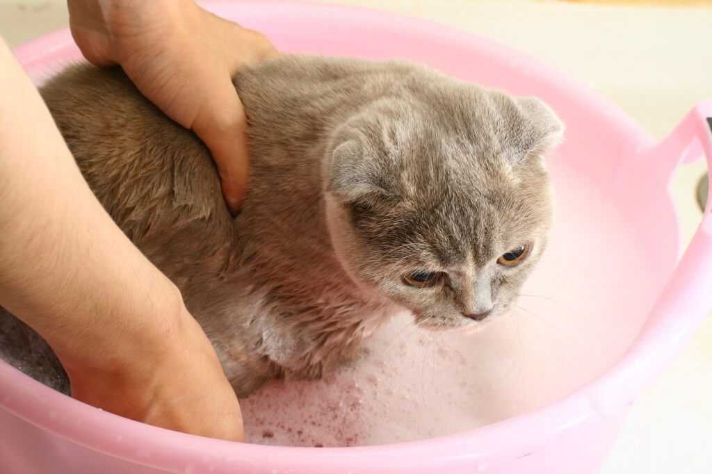 Еще одна загадка сфинксов разгадана: как правильно купать кошек этой породы