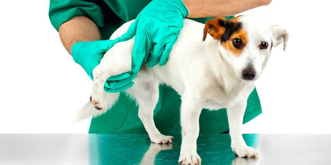 Фимоз и парафимоз у собак (лечение)