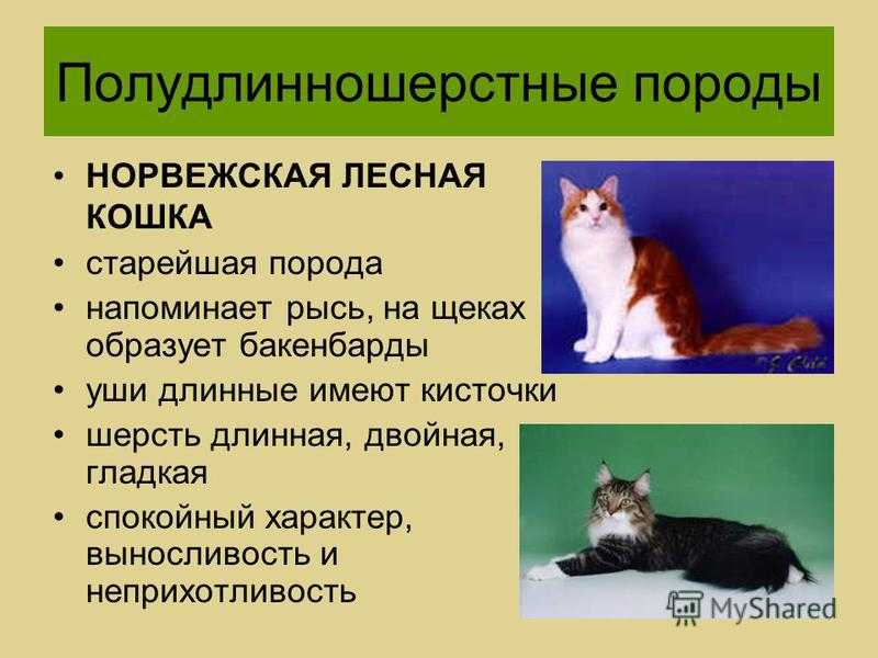 Американская жесткошерстная кошка: большой обзор породы с фото и видео