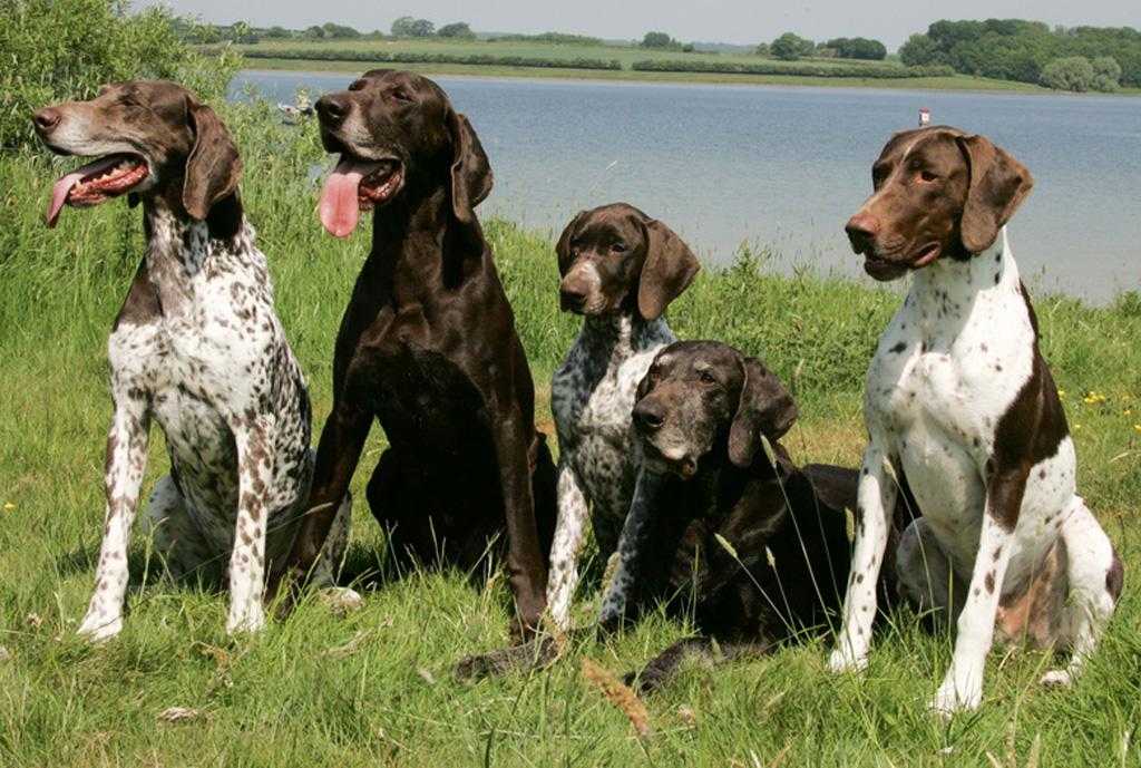 Охотничьи породы собак с фотографиями и названиями, подробный список с описанием