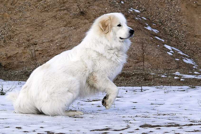 Пиренейская горная собака – описание породы, особенности характера и содержания
