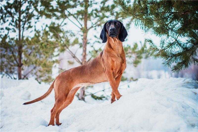 Гончие собаки (45 фото): эстонкие и английские пегие, литовские собаки и другие виды. содержание охотничьих псов. выбор щенка