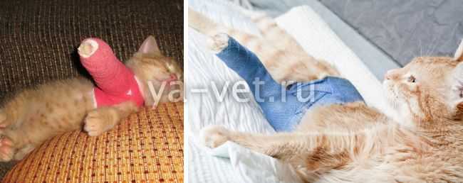 Кот хромает на переднюю лапу, без видимых повреждений — причины, что делать