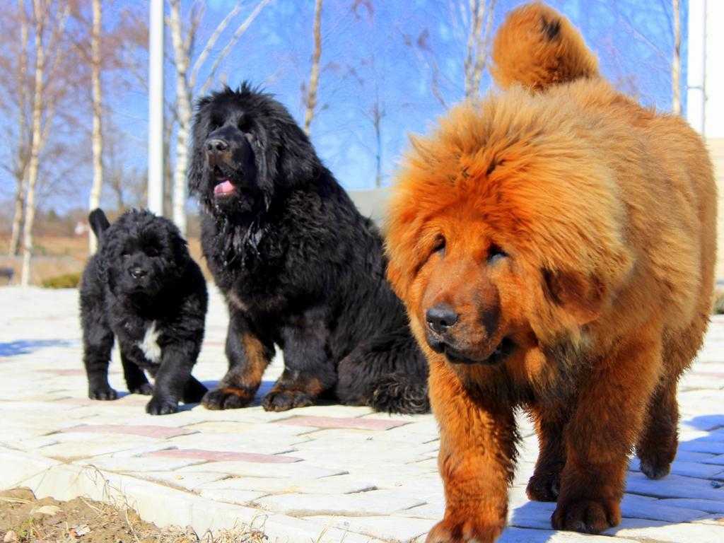 Топ – 10 самых больших собак в мире