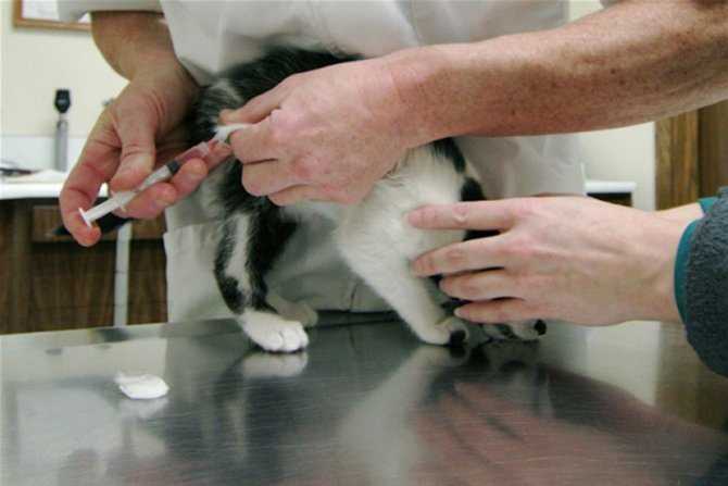 Как сделать кошке клизму при запорах: противопоказания к проведению, подготовительные процедуры и техника постановки клизмы в домашних условиях