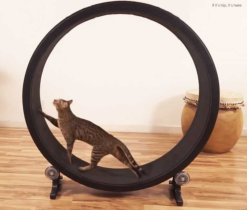 Беговое колесо для кошек: где купить, как сделать самому и польза