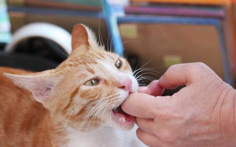 Как отучить кота кусаться