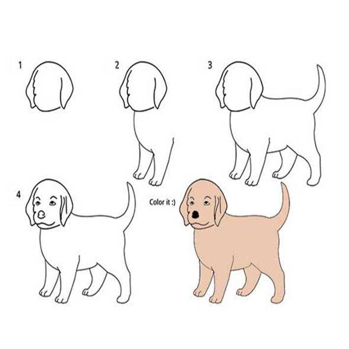 Гайд: как реалистично нарисовать собаку – сей-хай