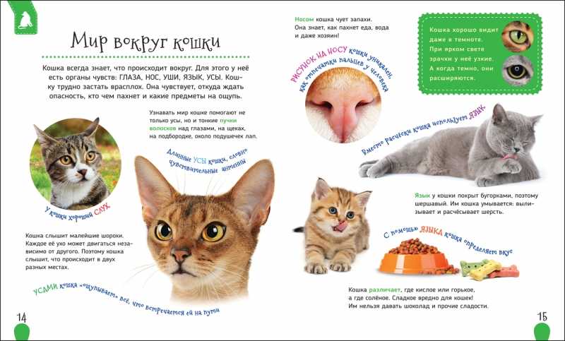 Интересные факты о кошках и котах: какой вкус не чувствуют, потеют ли, понимают ли человеческую речь и ответы на другие вопросы