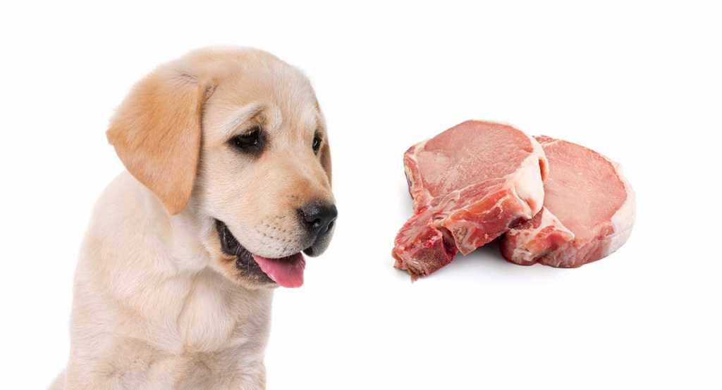 Можно ли или нельзя давать собакам свинину вареную и сырое мясо