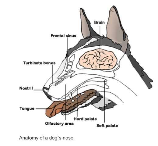 У собаки сухой нос: причины | трескается, нет аппетита, что делать
