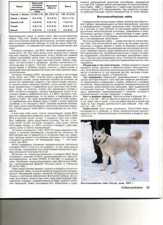 Описание породы собаки русско-европейская лайка