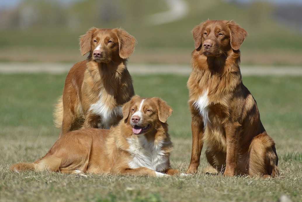 Новошотландский ретривер, толлер - порода собак, фото, история