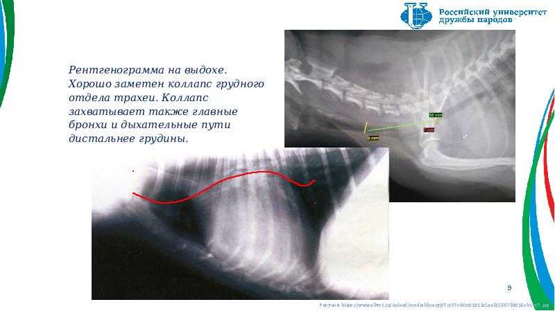 Коллапс трахеи у собак - как снять приступ, симптомы, лечение в москве. ветеринарная клиника "зоостатус"
