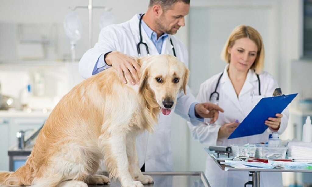 Инфекционные артриты (иа) собак диагностика и лечение