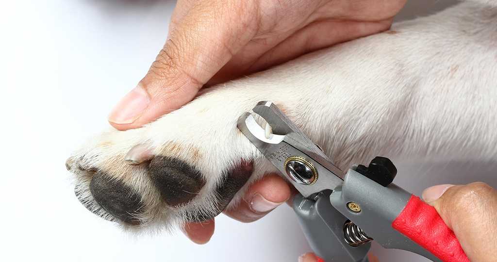 Как подстричь когти собаке: 11 шагов (с иллюстрациями)