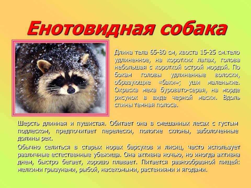 Енотовидная собака в кировской области фото и описание