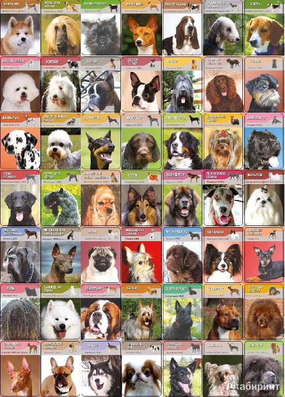 Породы домашних собак с фотографиями и названиями