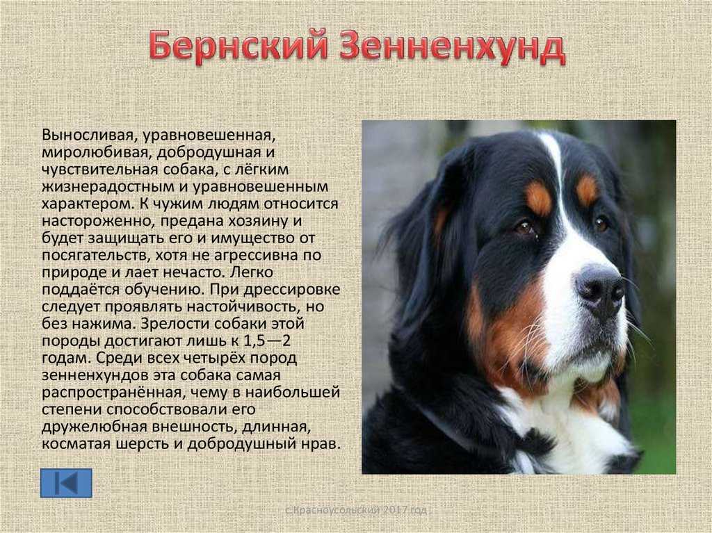 Бернский зенненхунд: обзор породы собак, фото, особенности содержания и ухода, окрас, размеры, повадки