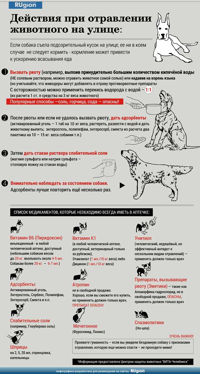 Отравление собаки и сроки обращения к ветеринаруветлечебница рос-вет
