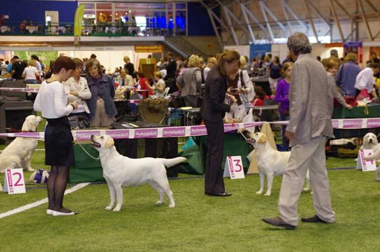 Выставки:крафтс - крупнейшая выставка собачьем в мире