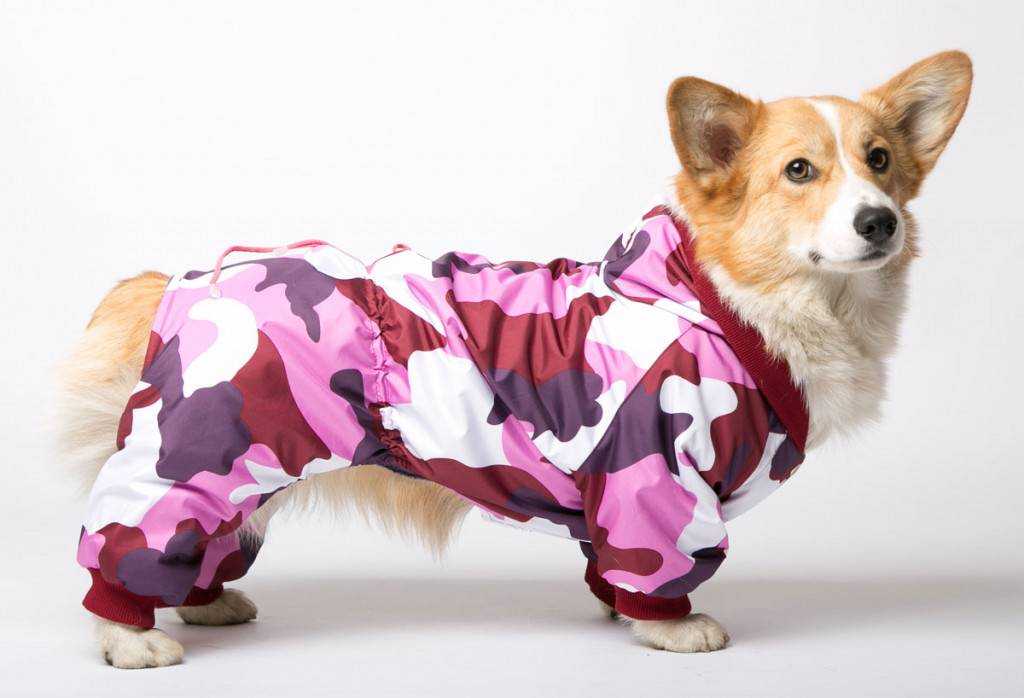 Зачем собаке одежда и как правильно подобрать ее? | русская семерка
