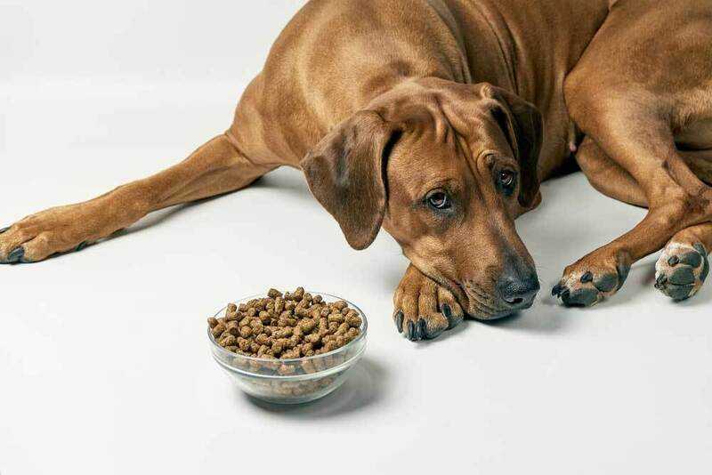 Как поднять аппетит у собаки
