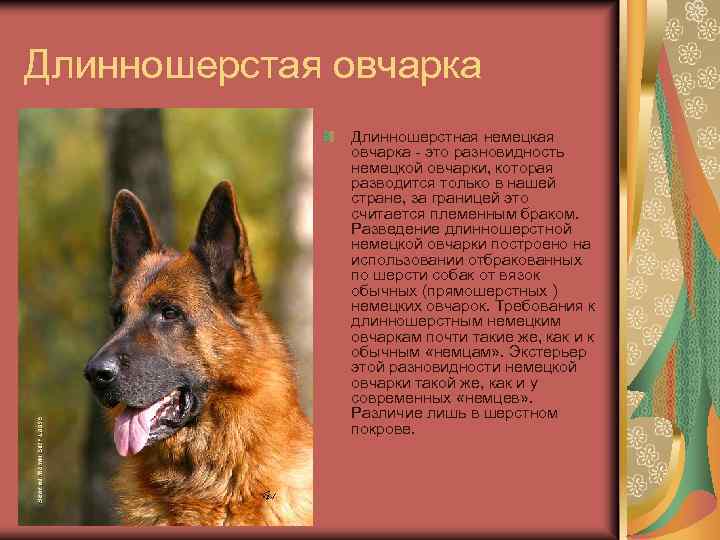 Характеристика собак породы лангхаар (немецкая длинношёрстная легавая) с отзывами и фото