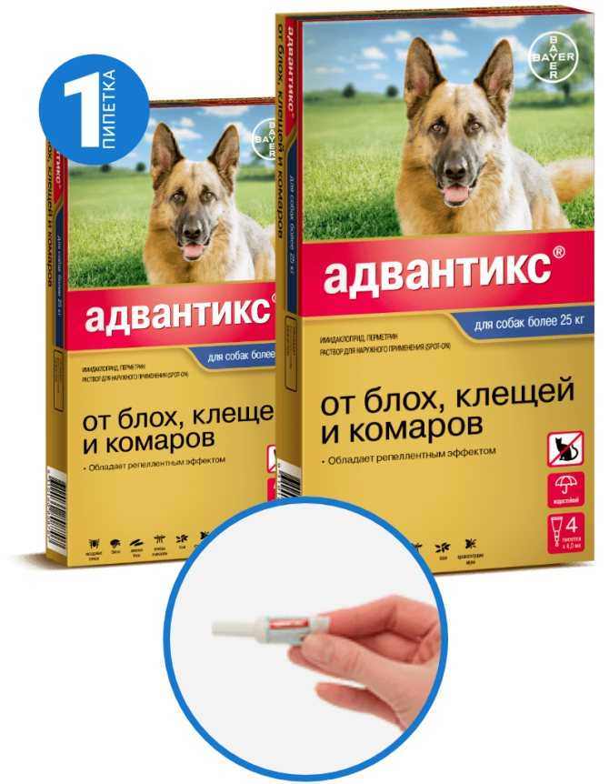 Адвантикс для собак – защита от блох и клещей