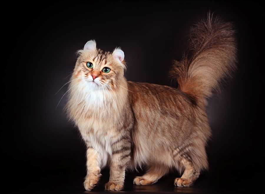 Кошка американский кёрл: особенности и фото породы, уход и содержание питомца