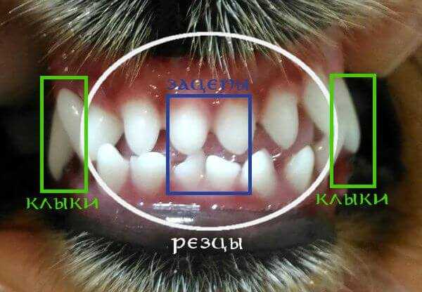 Смена зубов у собак карликовых пород